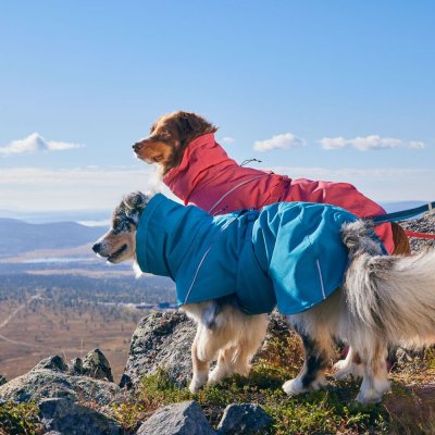 Zoom bild av hundtäcke vintertäcke parsley persilja grön hurtta varmt hundtäcke kallt väder frusen hund temotäcke reflex vattentätt hurtta ex
