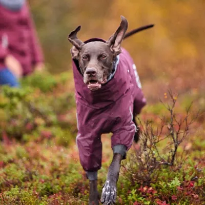 hurtta extreme overall eggplant vinröd mörklila hundoverall snöväder hund vinter kallt värmande hundkläder hundtäcke dräkt för b