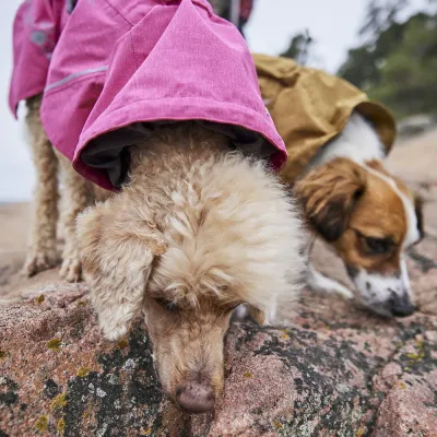 Zoom bild av hurtta monsoon ii eco hundtäcke regntäcke regnjacka hundjacka grå blackberry återvunnet regn