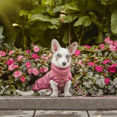 Zoom bild av hurtta razzle dazzle midlayer mellanlagerjacka hundjacka rosa röd vändbar fleece mellanjacka hund hundjacka mjuk justerbar valpj