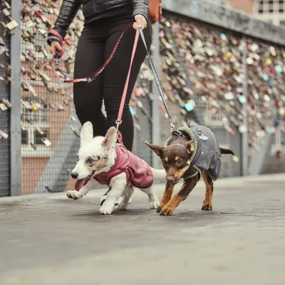 Zoom bild av hurtta razzle dazzle midlayer mellanlagerjacka hundjacka rosa röd vändbar fleece mellanjacka hund hundjacka mjuk justerbar valpj