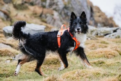 Zoom bild av Hurtta Weekend Warrior Harness Detail