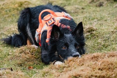 Zoom bild av Hurtta Weekend Warrior Harness Detail