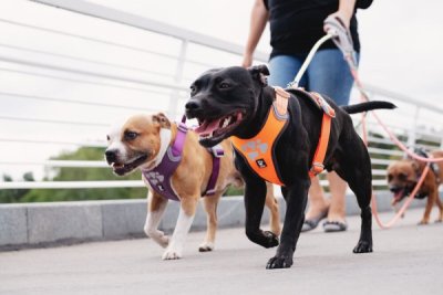 Zoom bild av Hurtta Weekend Warrior Harness Detail