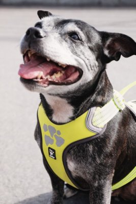 Zoom bild av Hurtta Weekend Warrior Harness Detail