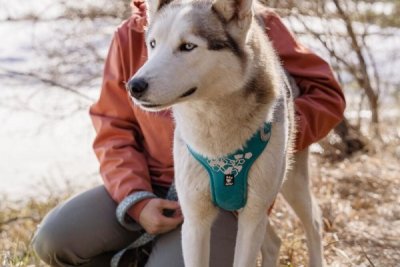 Zoom bild av Hurtta Weekend Warrior Harness Peacock