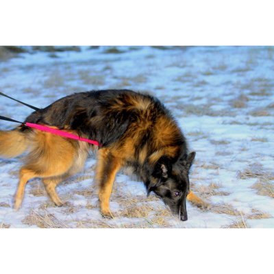 Zoom bild av Jami Spårlina Dubbel 2x2,5 m långlina löplina dubbellina spårträning hundträning spår bruks inkallning lydnad synlig slitstark s