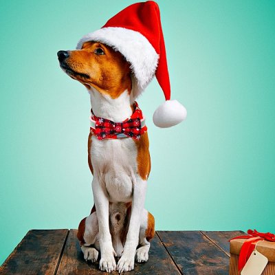 Zoom bild av julfluga julrosett hundfluga julhund julaccessoar hund jul halsbandsfluga rutig julig