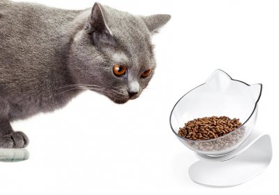 Zoom bild av Kattmatskål upphöjd katthuvud transparent