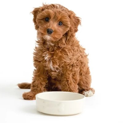 Zoom bild av Keramikskål Cremefärgad med benmotiv