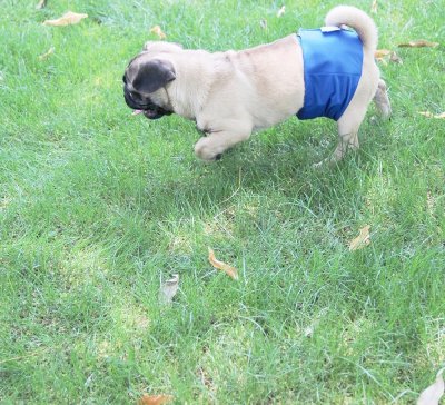 Kisskydd till hanhundar Oh Baby Ka