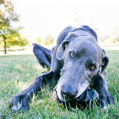 Zoom bild av Kong Extreme Svart