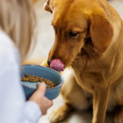 Zoom bild av Mason Cash Keramikskål Reactive Paw Blå pet bowl keramik hundskål kattskål vattenskål matskål blågrå stilren i hemmet tidlös blå