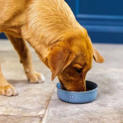 Zoom bild av Mason Cash Keramikskål Reactive Paw Blå pet bowl keramik hundskål kattskål vattenskål matskål blågrå stilren i hemmet tidlös blå