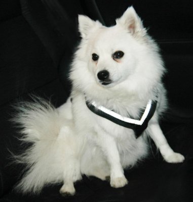 Zoom bild av MIMSafe Allsafe Harness