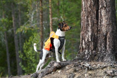 Zoom bild av Non-Stop Dogwear Jaktväst Protector Vest GPS