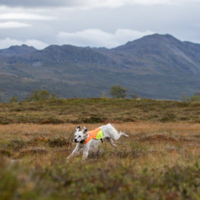 Zoom bild av hundväst jaktväst hund reflex orange gul nonstop