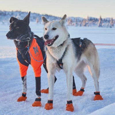 Zoom bild av hundtröja skyddströja neonorange jakttröja nonstop