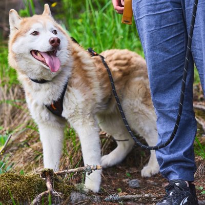 Zoom bild av Non-Stop Rock Adjustable Leash Black 2,3 m