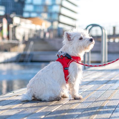 Zoom bild av Comfort Walk Go™ Sele Harness Klassiskt Röd Classic Red DOG Copenhagen
