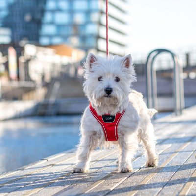 Zoom bild av Comfort Walk Go™ Sele Harness Klassiskt Röd Classic Red DOG Copenhagen