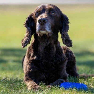 Zoom bild av Ozami Dog Cooling Toy Bone Kylleksak