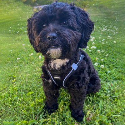 Zoom bild av Ozami Sele Air-Mesh Svart