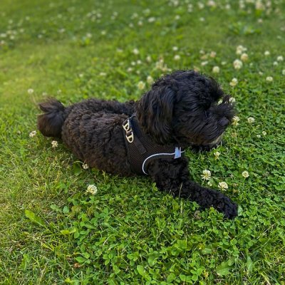 Zoom bild av Ozami Sele Air-Mesh Svart