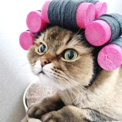 Zoom bild av maskerad halloween papiljotter papiljott utklädnad hund katt accessoar rolig svart rosa