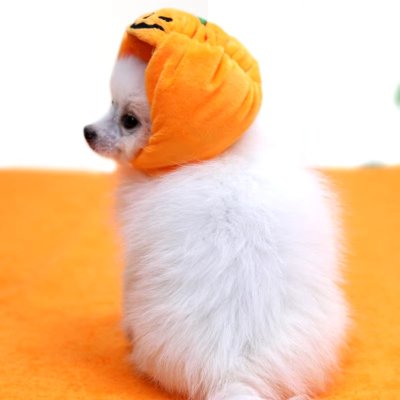 Zoom bild av pumpa halloween pumpahatt hundhatt katthatt partyhatt utklädnad maskerad rolig plysch orange kardborre