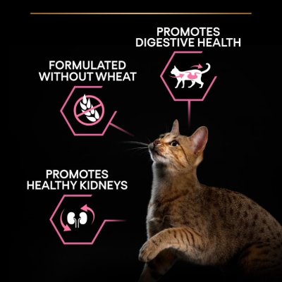 Zoom bild av kattfoder kattmat matsmältning maghälsa känslig mage katt optidigest proplan purina delicate digestion kalkon