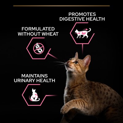 Zoom bild av kattfoder kattmat matsmältning känslig mage katt delicate digestion proplan purina