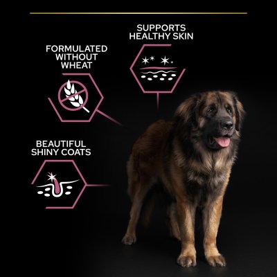 hundfoder hundmat proplan optiderma valpfoder känslig hud hudvårdande pälsvårdande blank päls lax