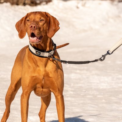 Zoom bild av hundkoppel expander