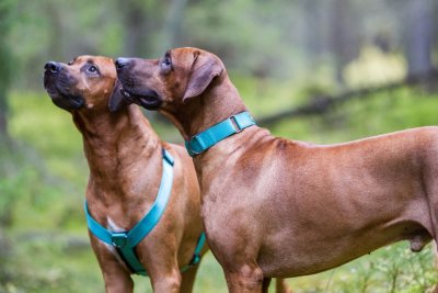 Rukka Bliss Collar Turkos