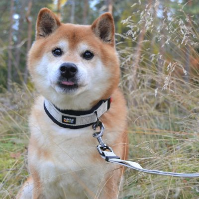 Zoom bild av hundhalsband rukka beige