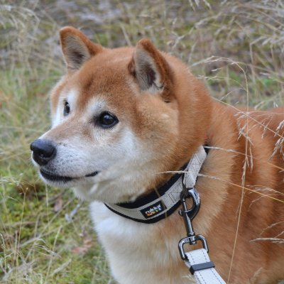 Zoom bild av hundhalsband rukka beige