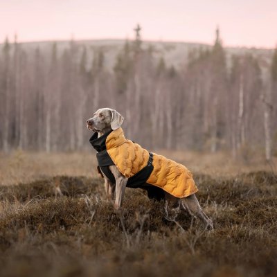 Zoom bild av rukka bubble coat honey gul saffransgul fodrad vintertäcke hundtäcke bubbligt duntäcke hund sportigt modernt gul svart