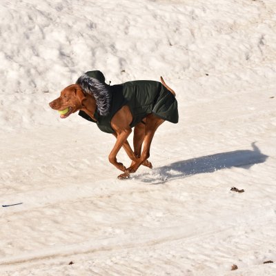 Zoom bild av hundtäcke vintertäcke mörkgrön rukka
