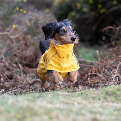 Zoom bild av hundtäcke regntäcke gul rukka