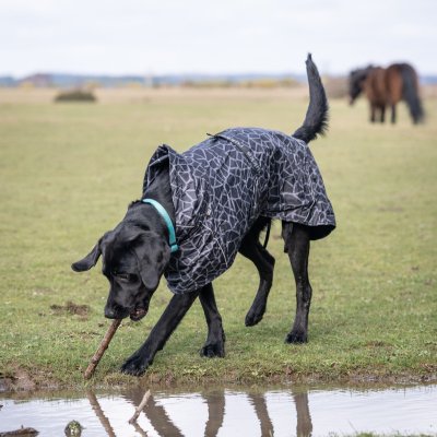 Zoom bild av hundtäcke regntäcke svart grå