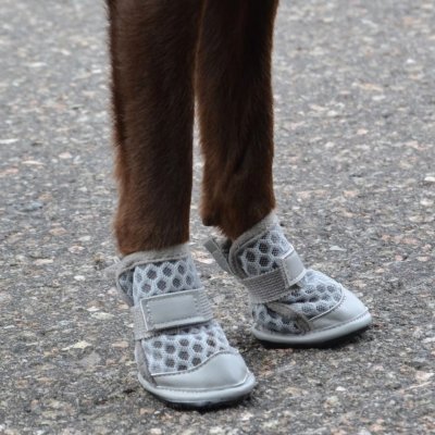 Zoom bild av hundskor sommarskor hund svalkande skyddande mot varm asfalt hårt grus tasskydd svala luftiga tasskor rukka grå kardborre