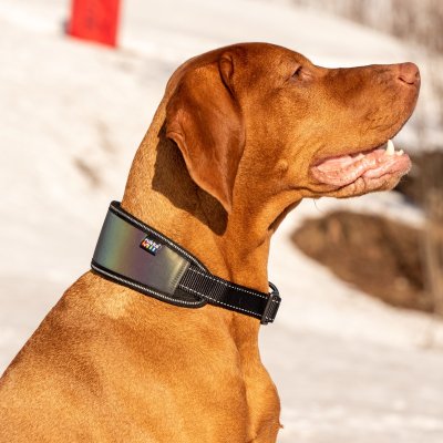 Zoom bild av hundhalsband reflex