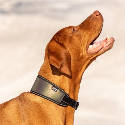 Zoom bild av hundhalsband reflex