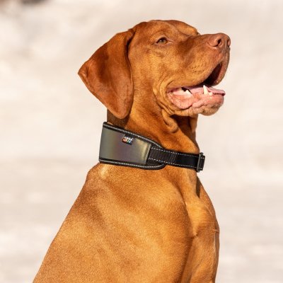 Zoom bild av hundhalsband reflex