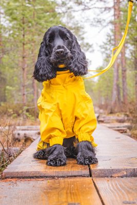 Zoom bild av rukka protect overall yellow gul hundoverall regnoverall regntäcke hund regnställ vattentätt justerbart