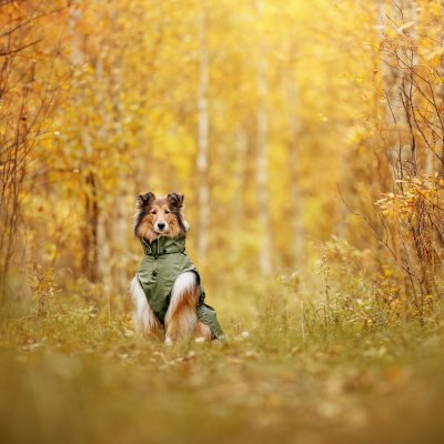 Zoom bild av regntäcke hundtäcke