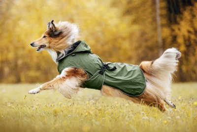 Zoom bild av regntäcke hundtäcke