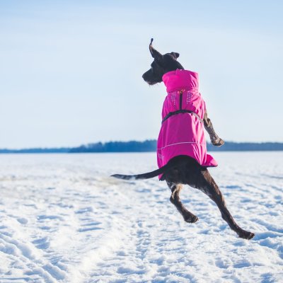 Zoom bild av hundtäcke vintertäcke rosa