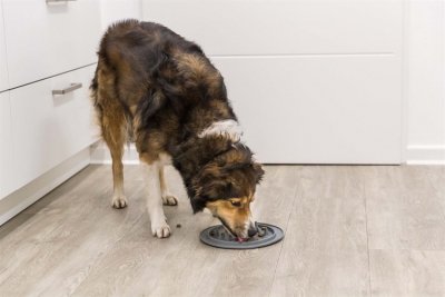 Zoom bild av Slow Feed fodermatta, TPE, ø 24 cm